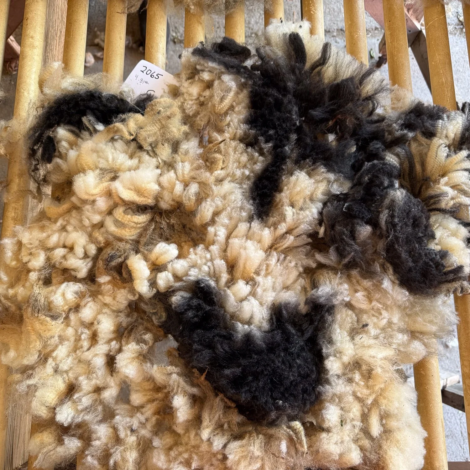 fleece_Sandie1-2.jpg