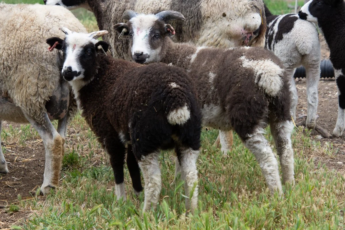 Two Jacob lambs.