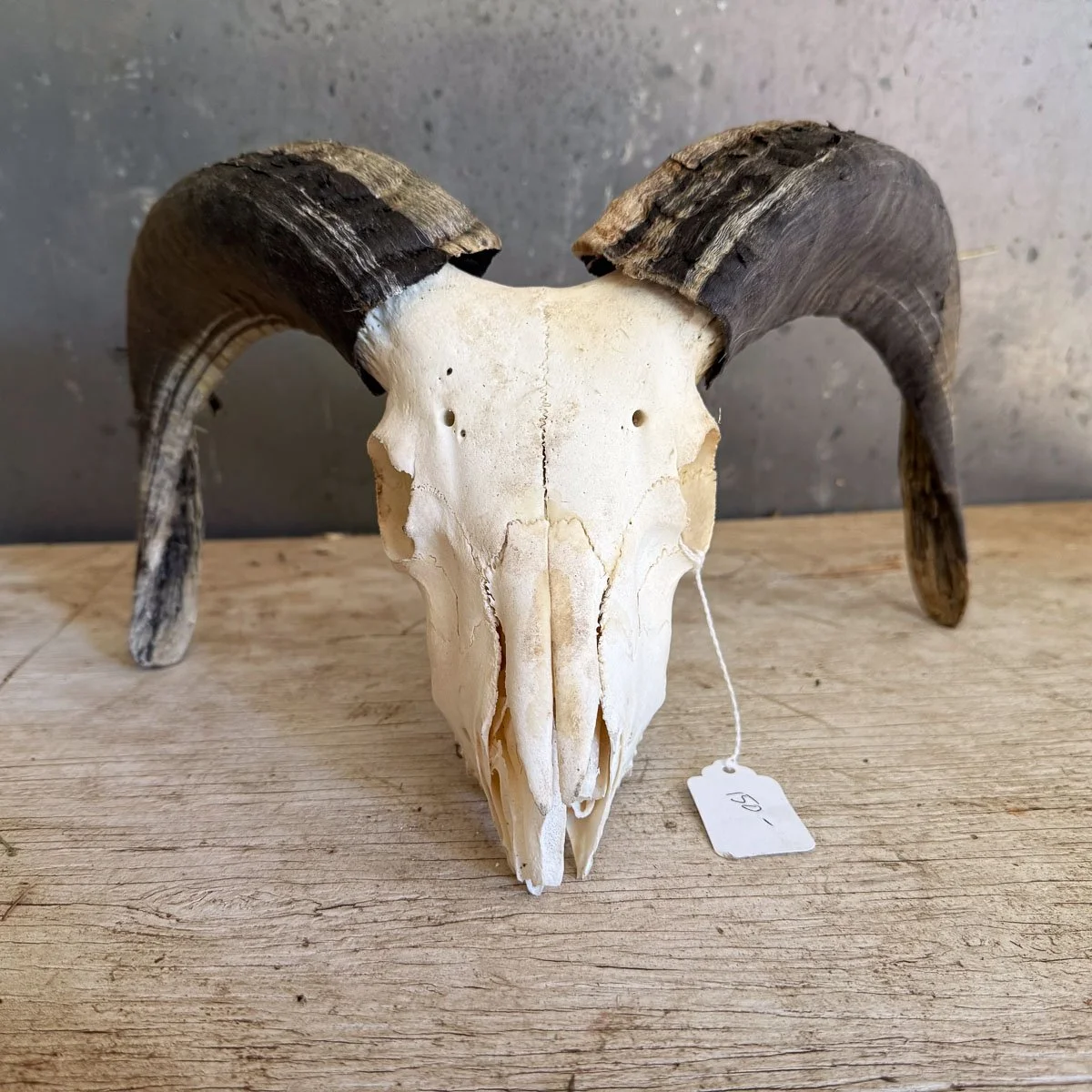 Skull A-1.jpg
