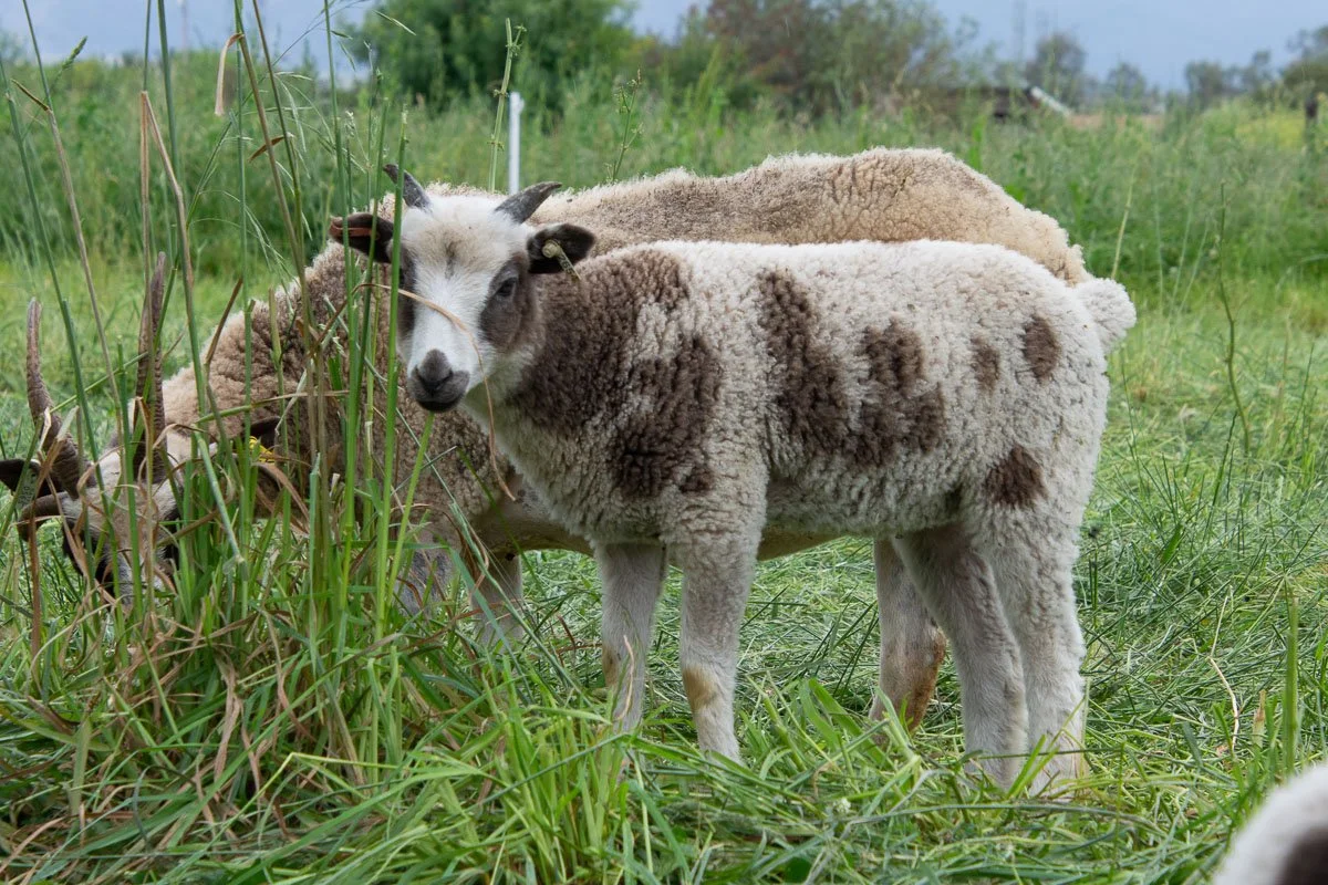 Jacob ewe lamb