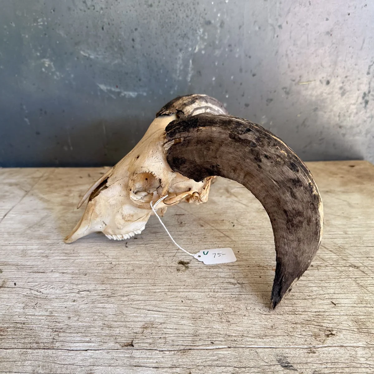 Skull C-2.jpg