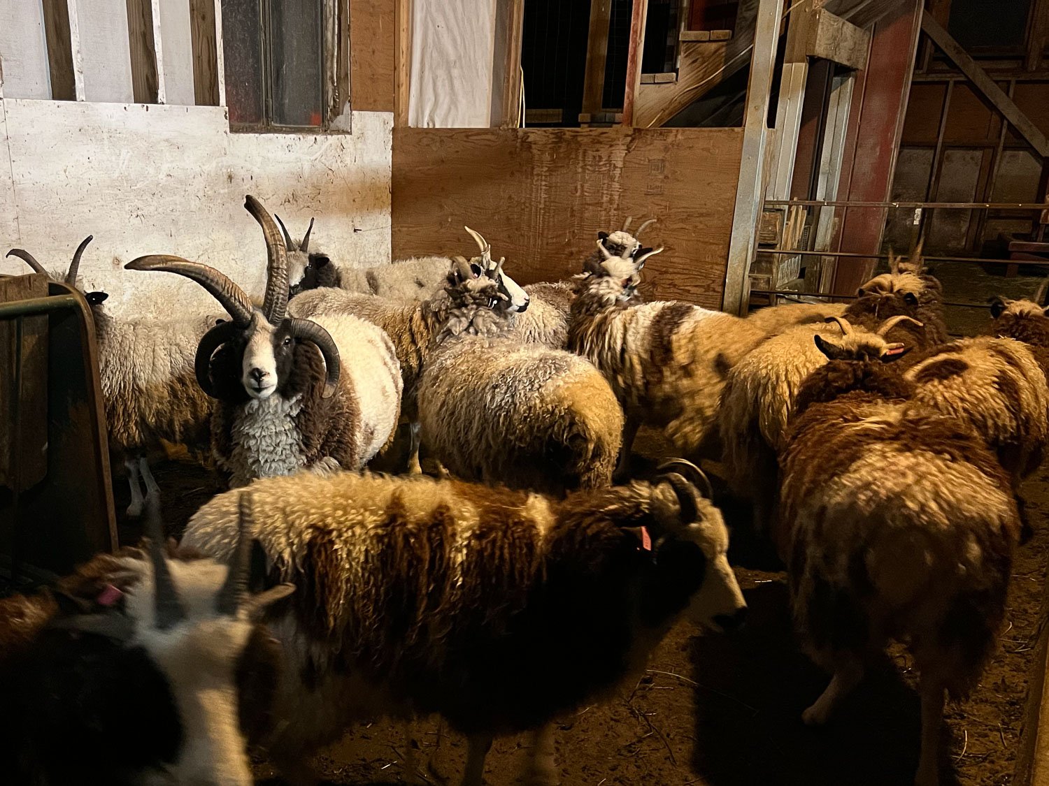 A group of Jacob sheep in the barn with a 4-horned ram in the middle.