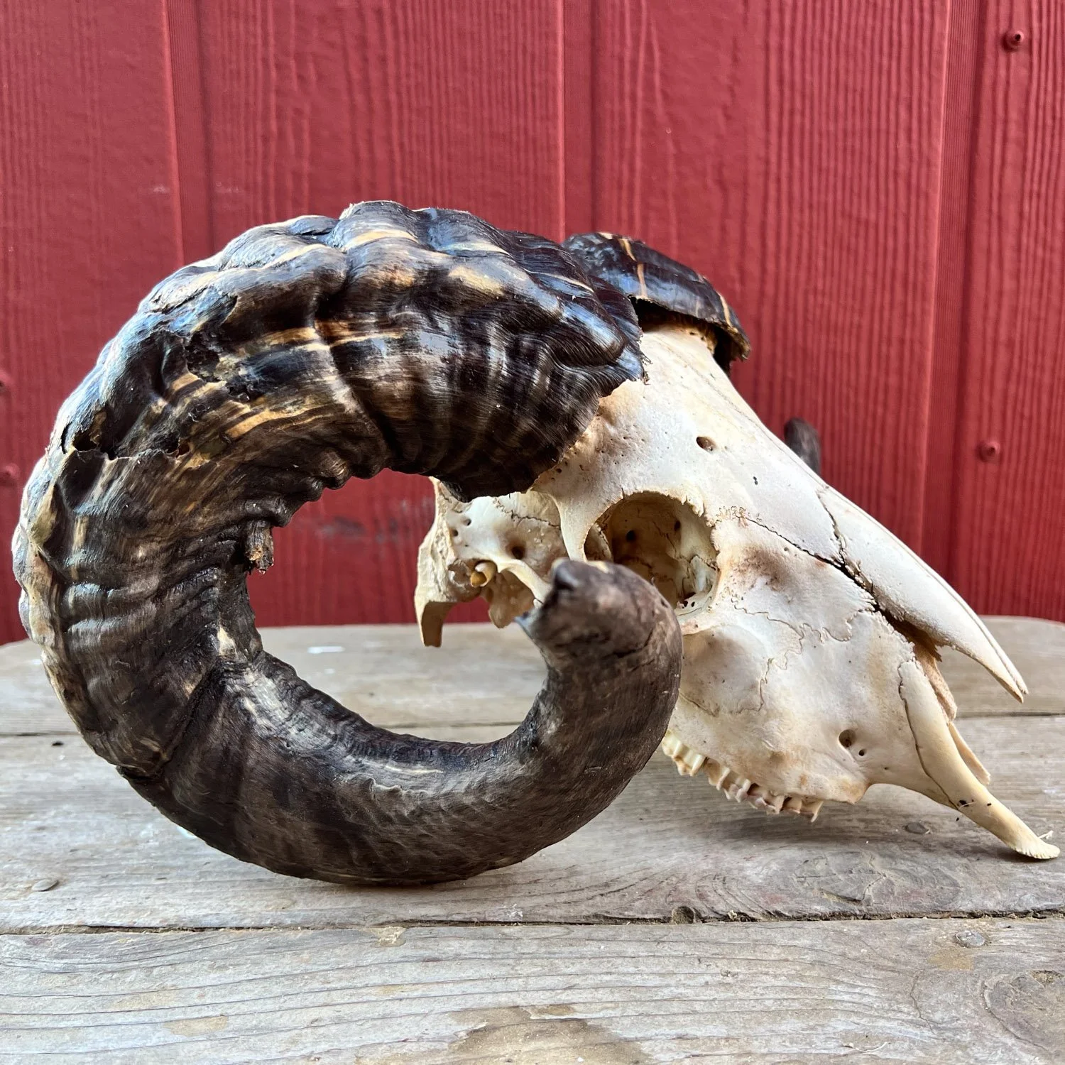 Side view of sheep skull with horns.