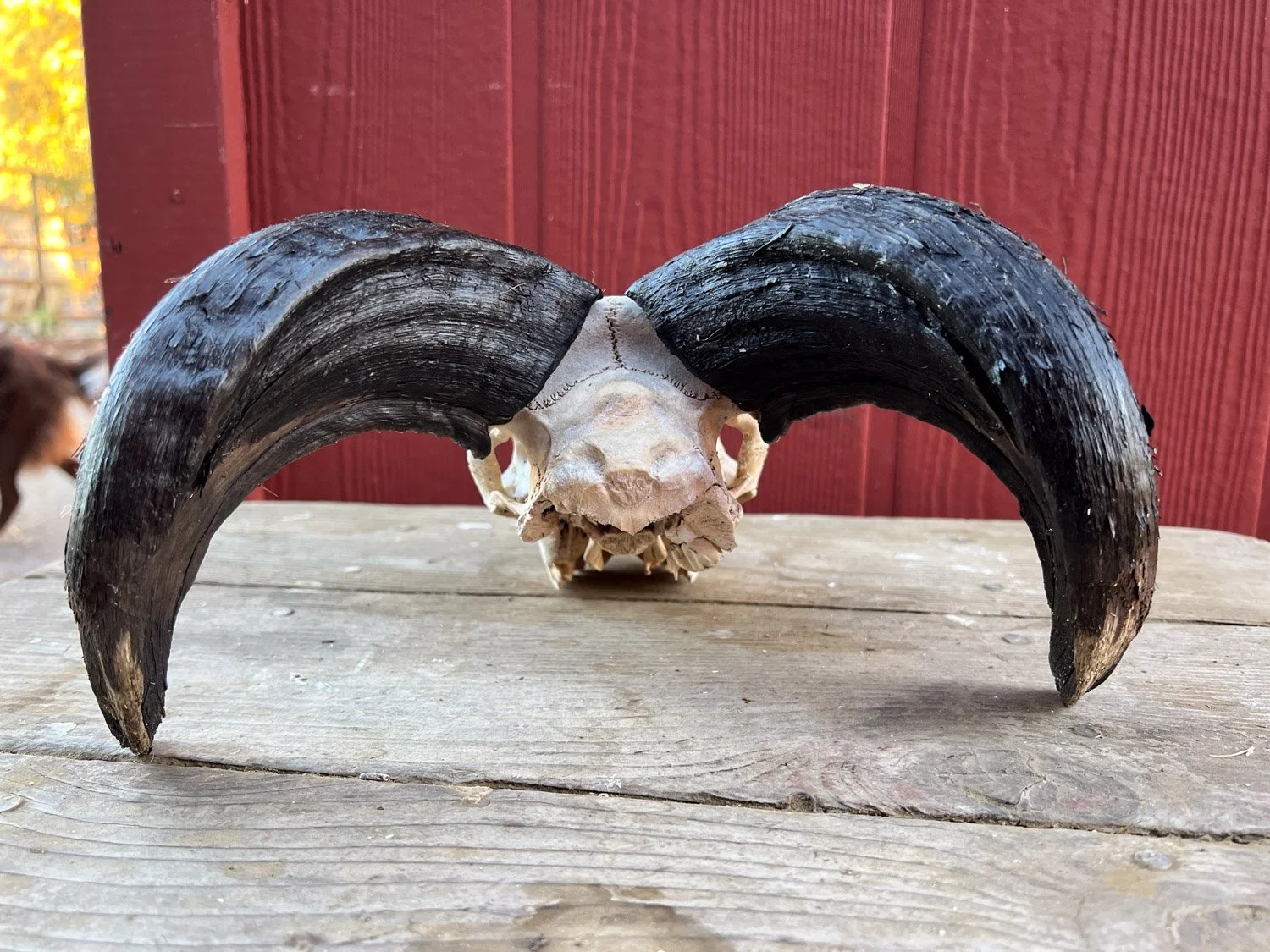 Skull-1-3.jpg