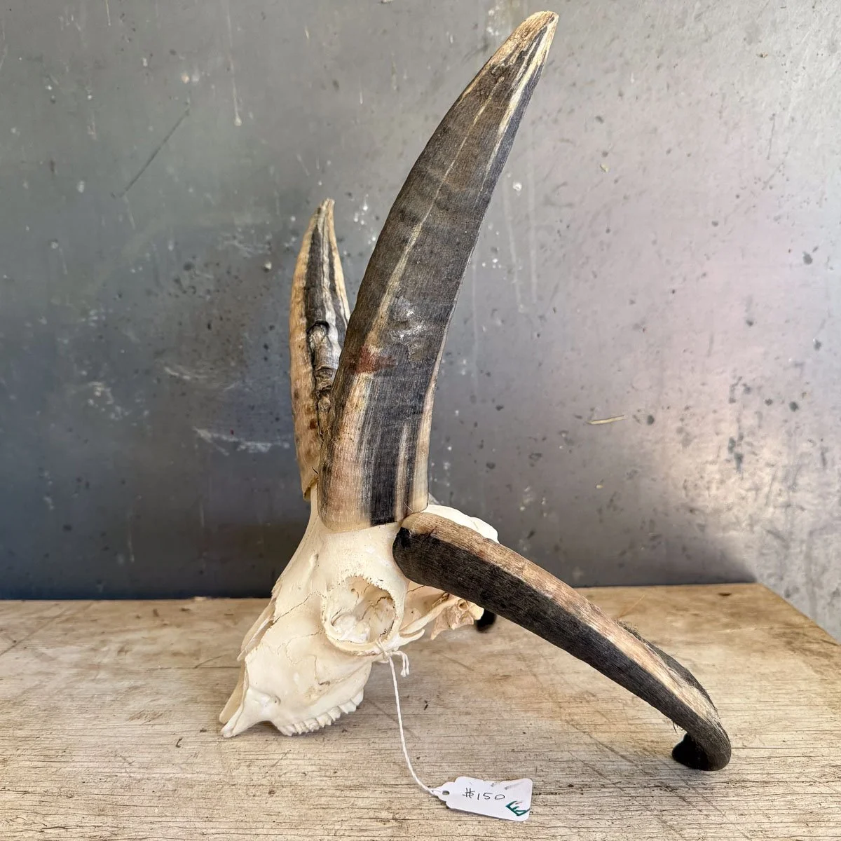 Skull E-2.jpg