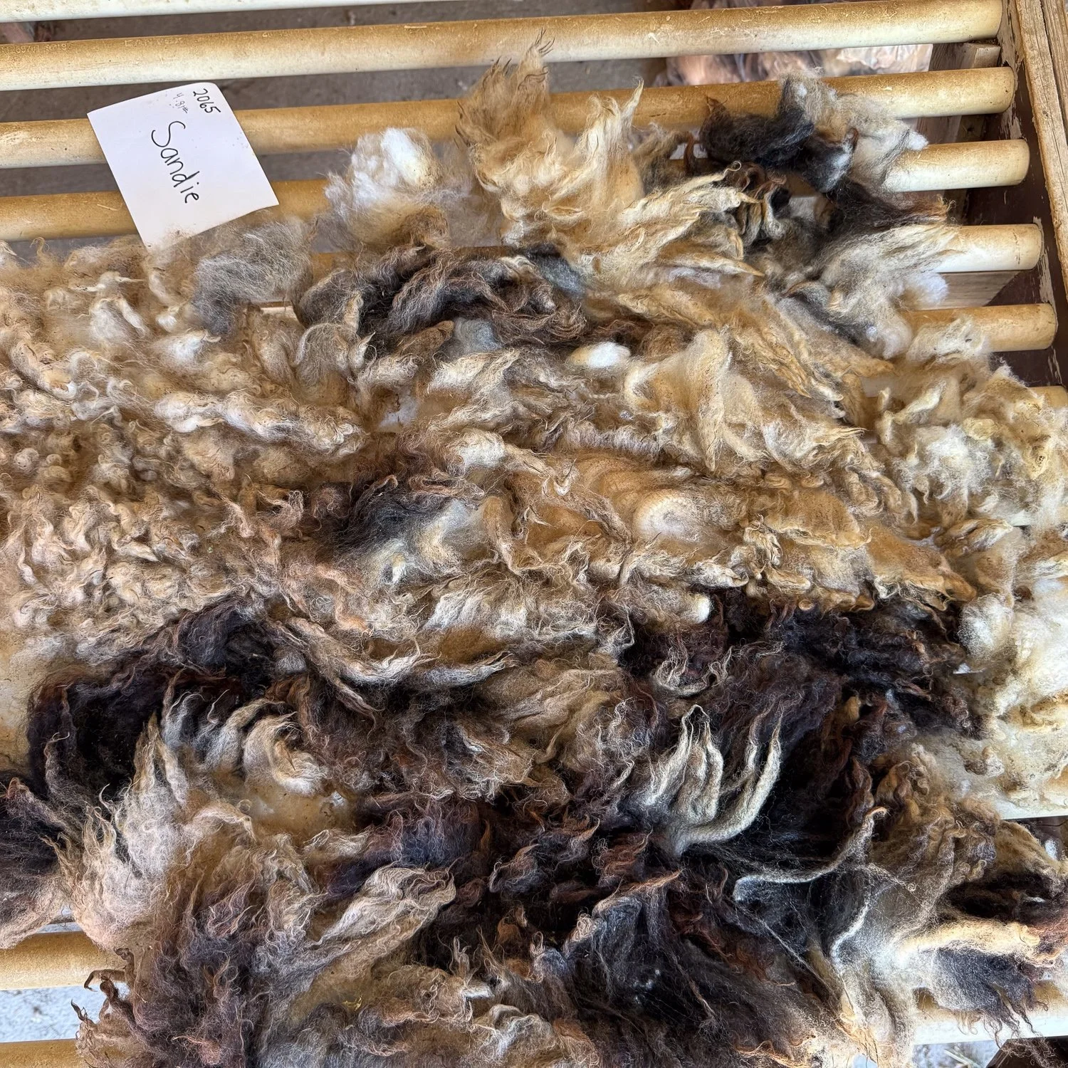 fleece_Sandie3-1.jpg