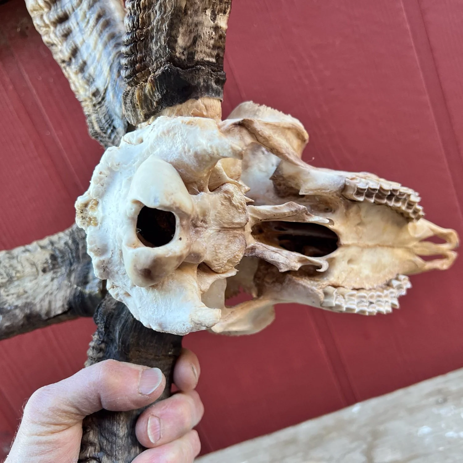 Four-horn Jacob sheep skull, lower view.