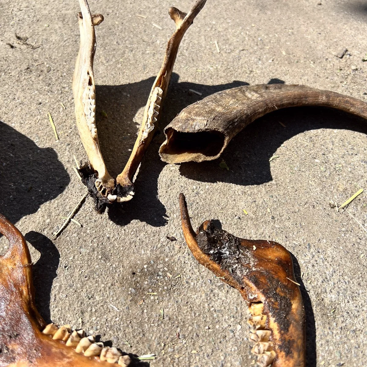 Skull_Collection_1-3.jpg