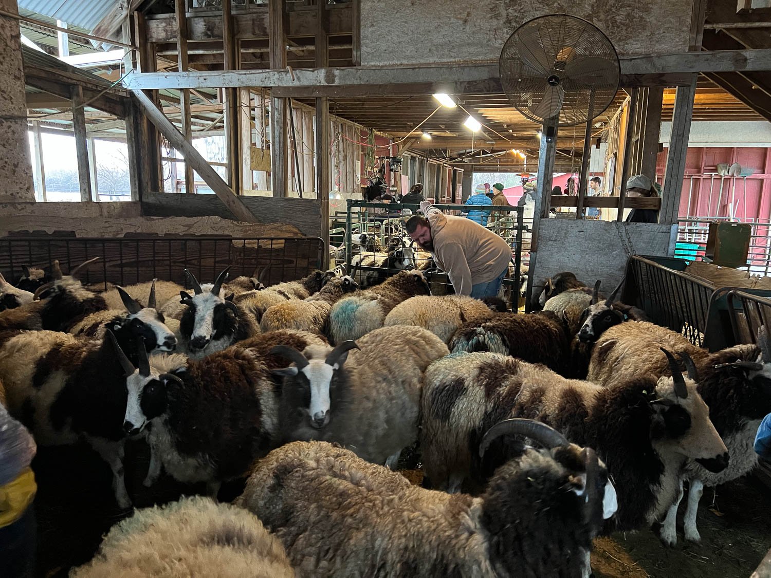 Spotted Jacob sheep in a holding pen while waiting for shearing.