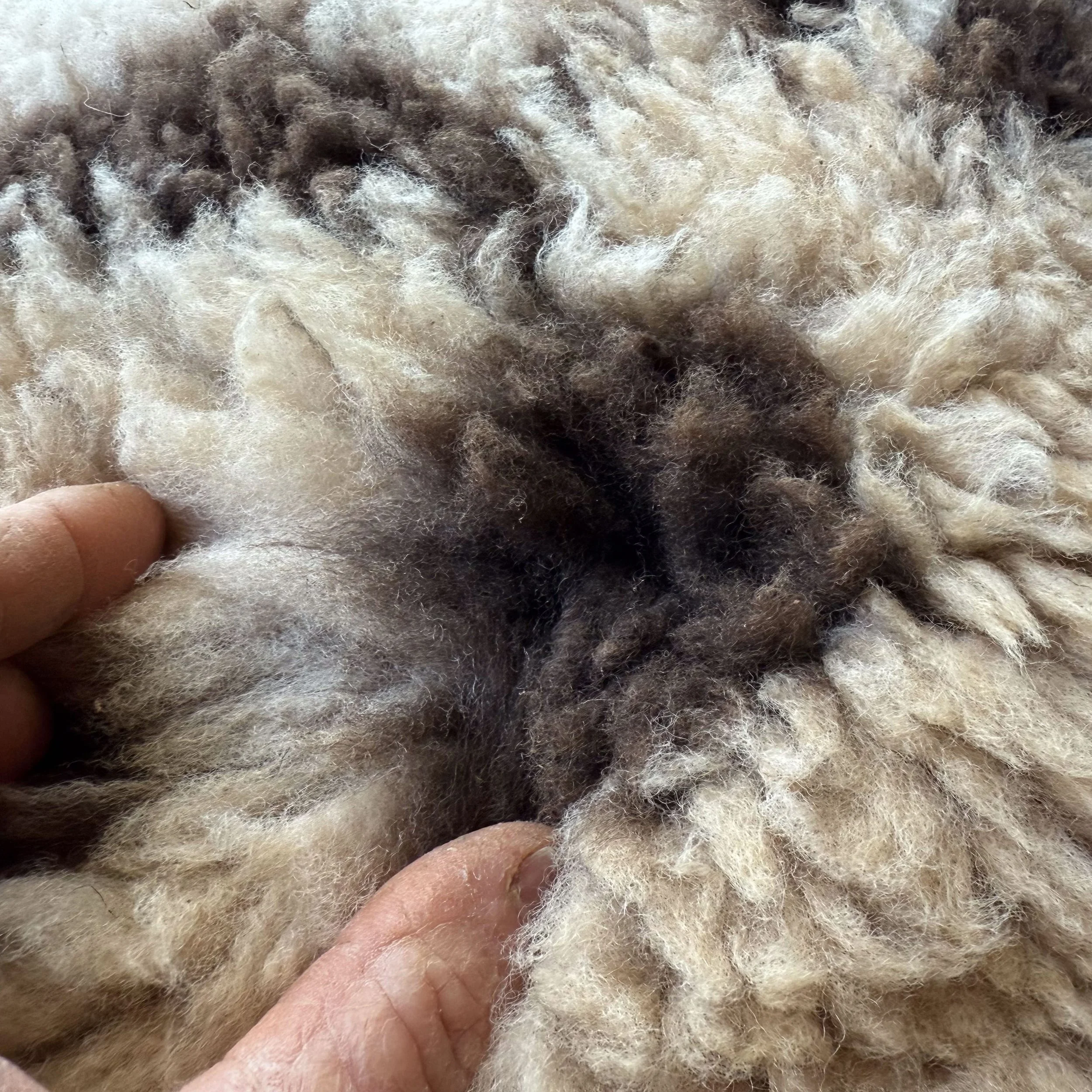 Close up of wool on spotted lambskin.