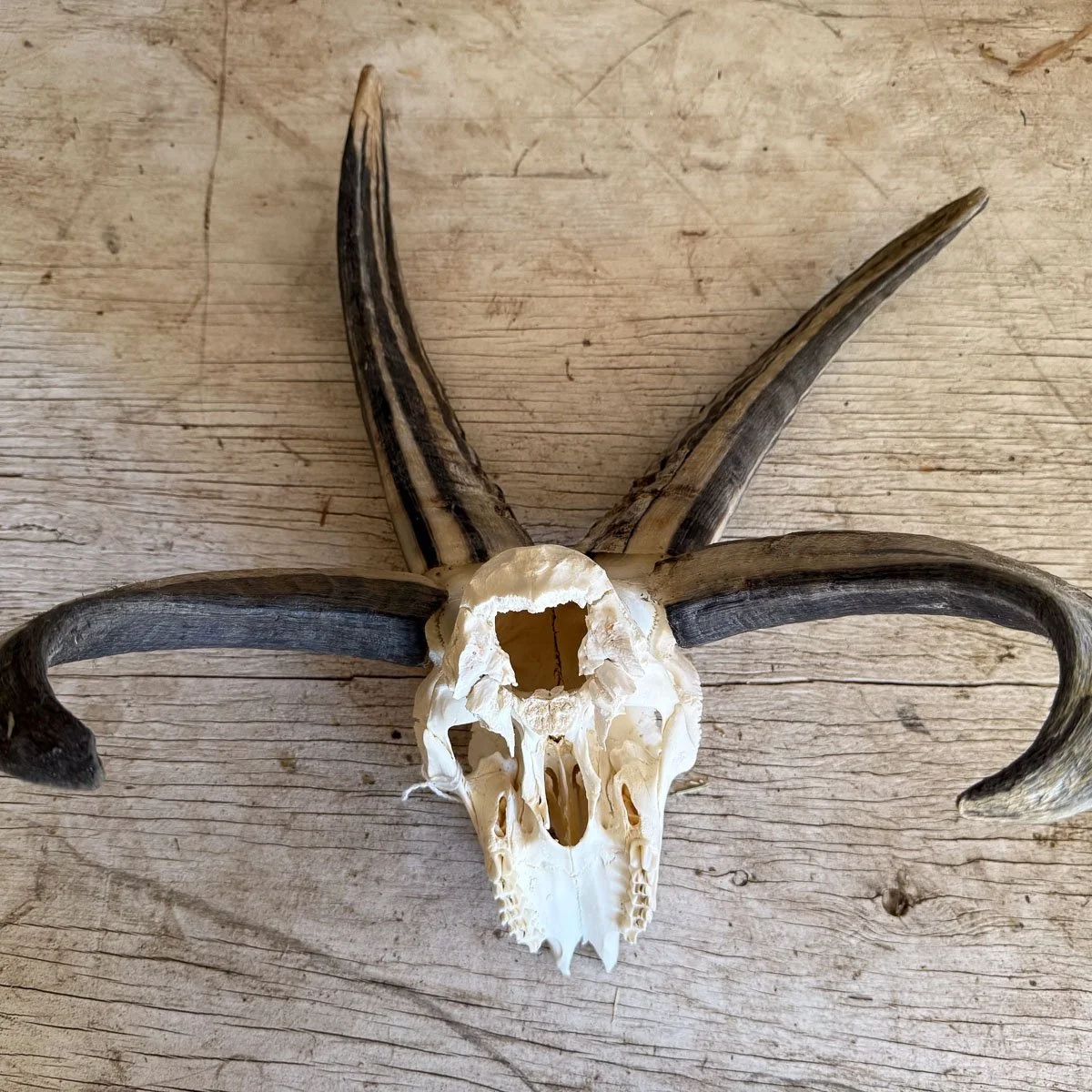 Skull E-4.jpg