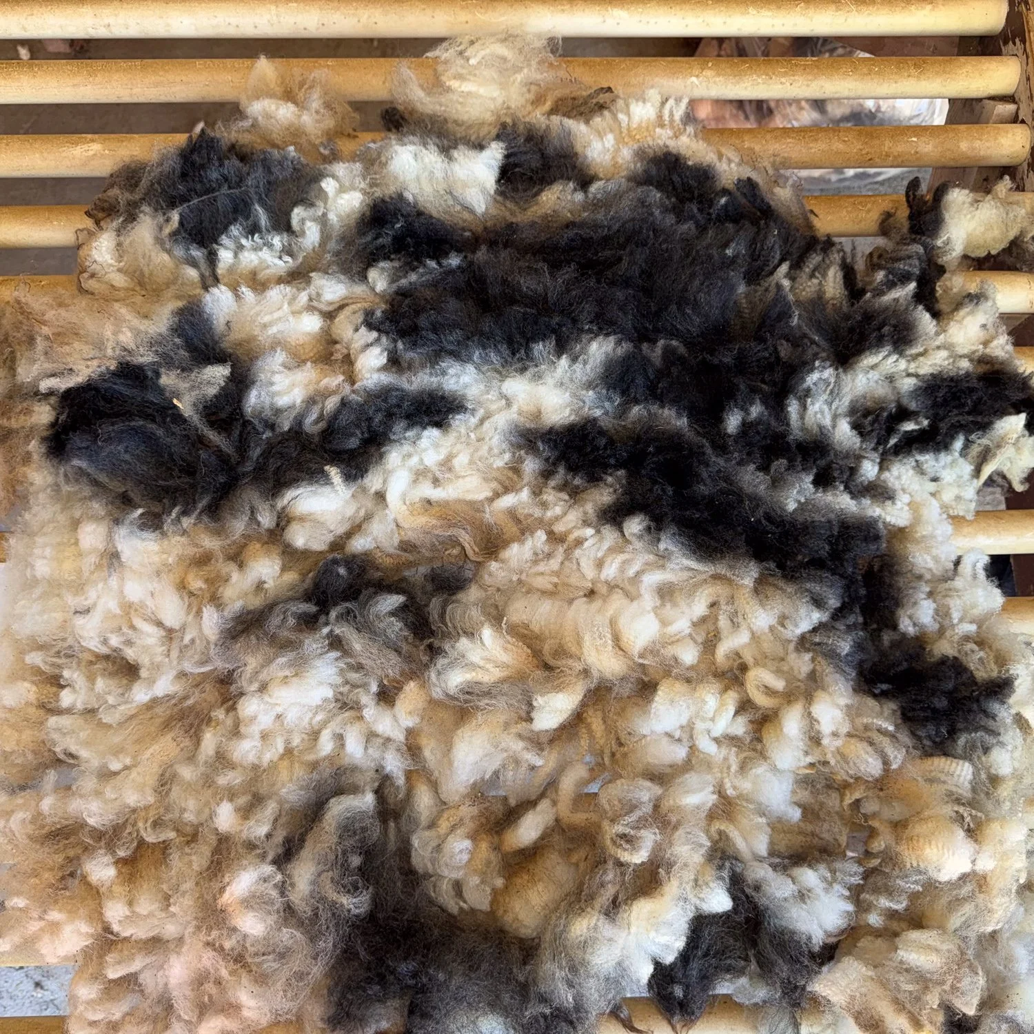 fleece_Sandie3-2.jpg