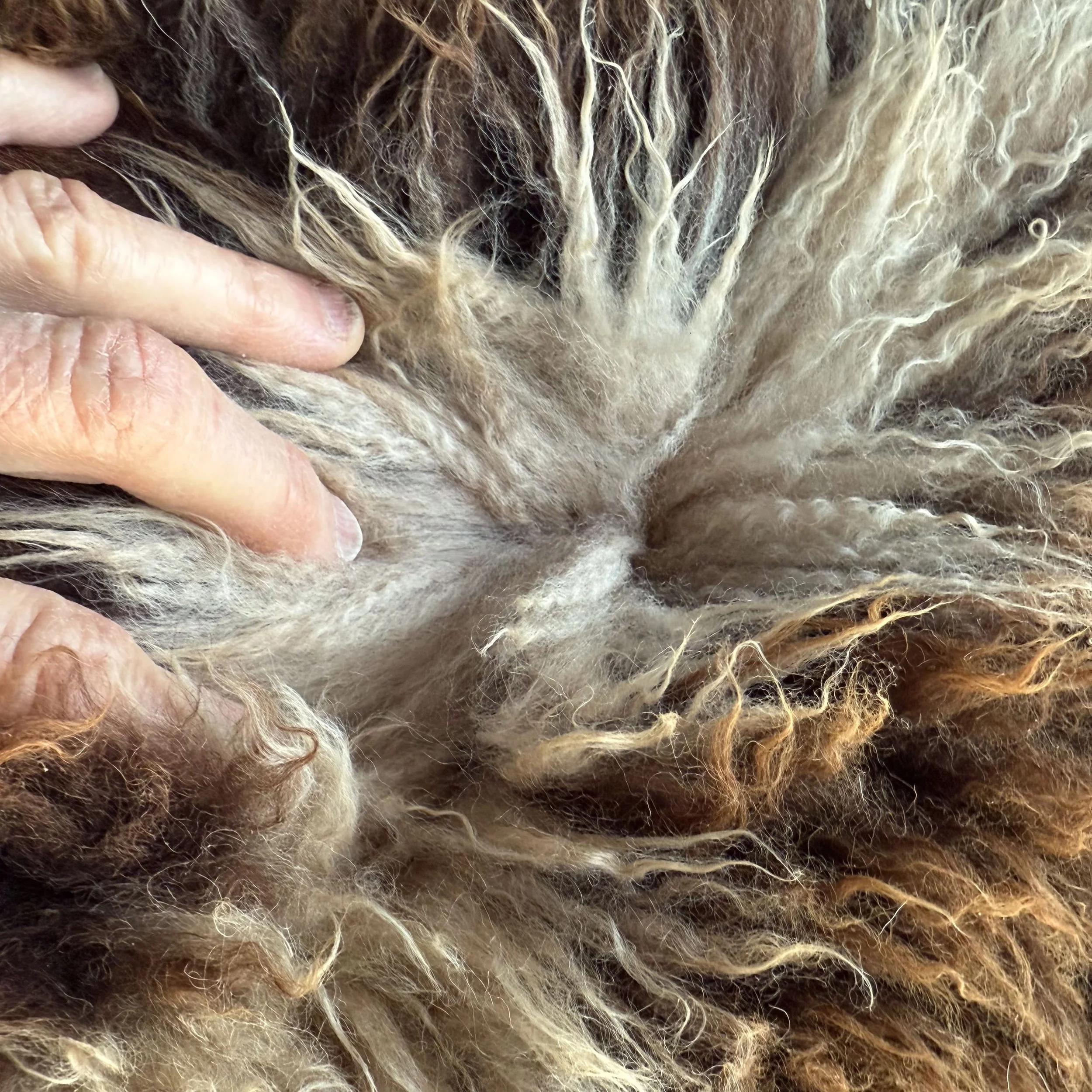 Close view of spotted sheepskin.
