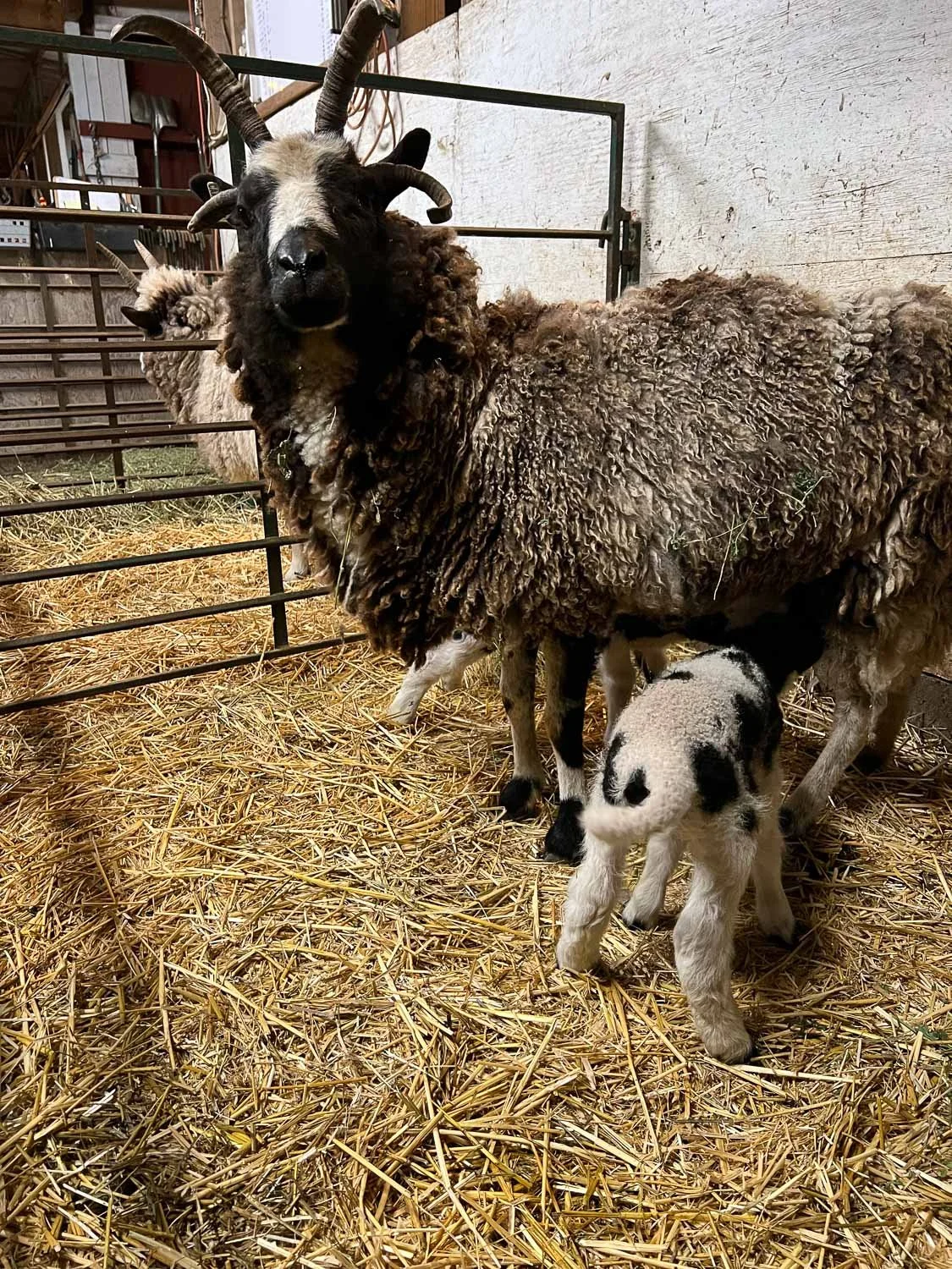 Jacob ewe with lambs nursing.