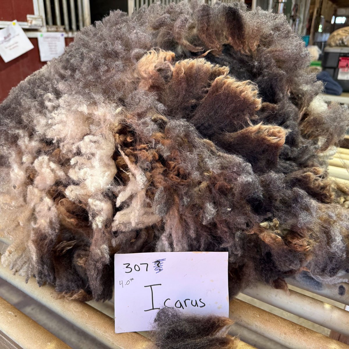 Fleece-Icarus-4.jpg