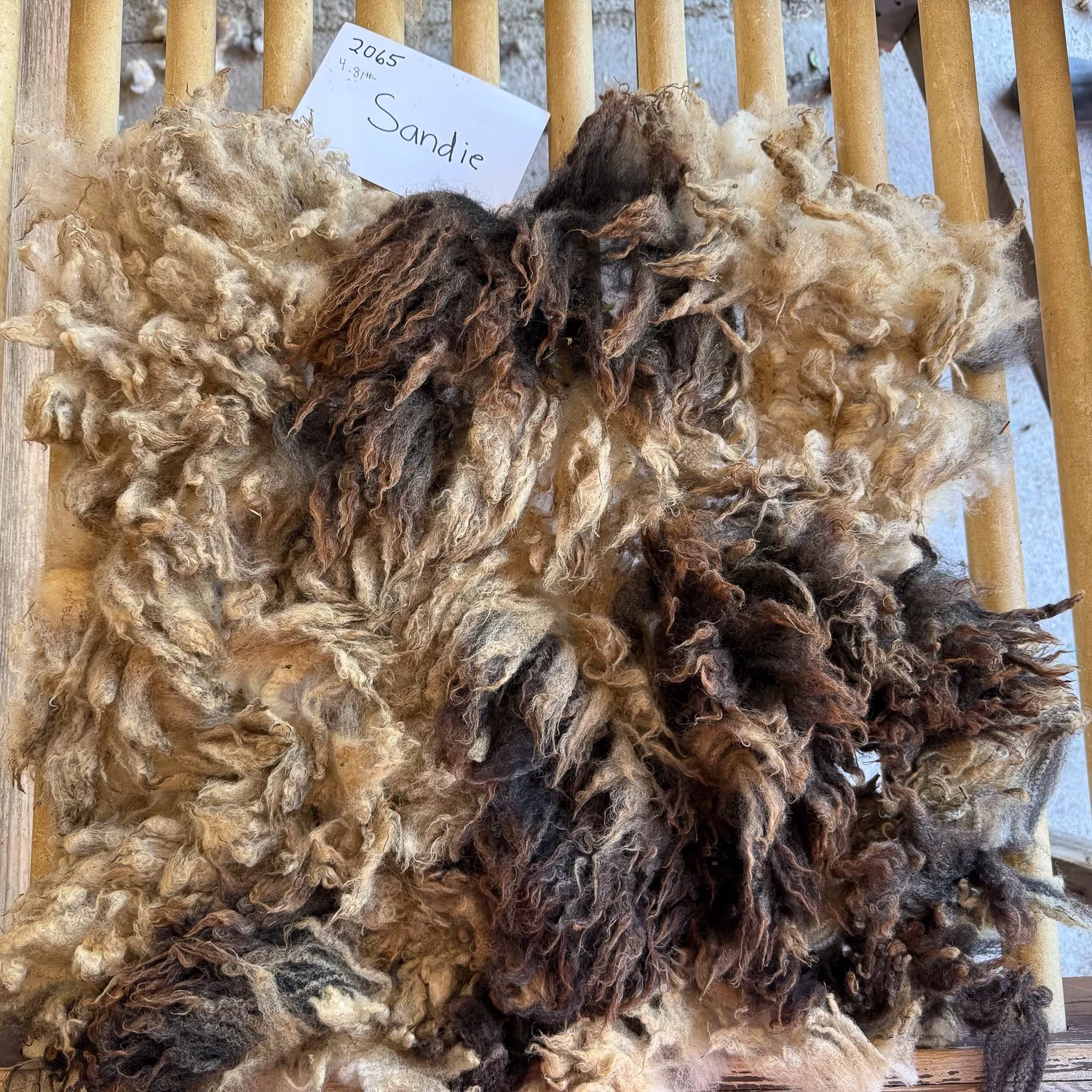 fleece_Sandie1-1.jpg