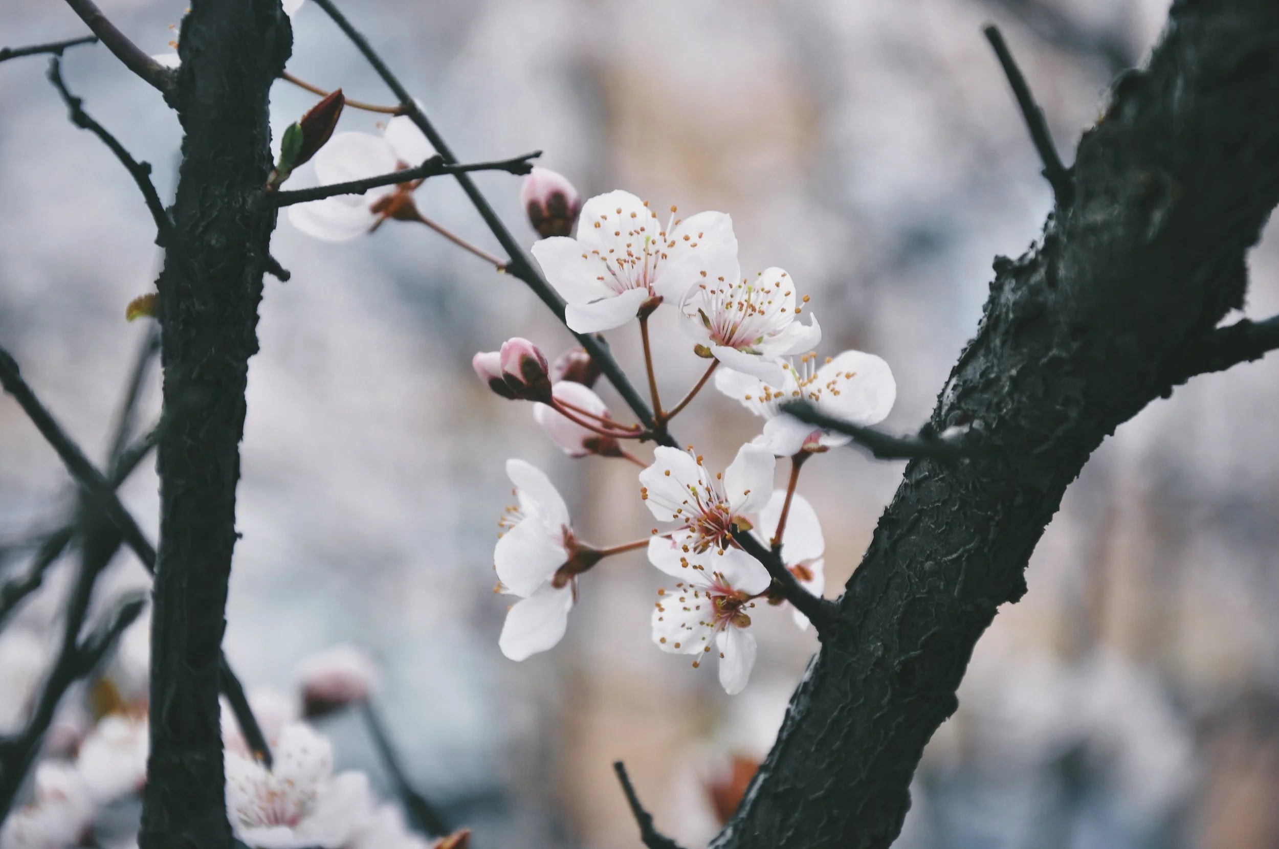 sakura-623540-unsplash.jpg