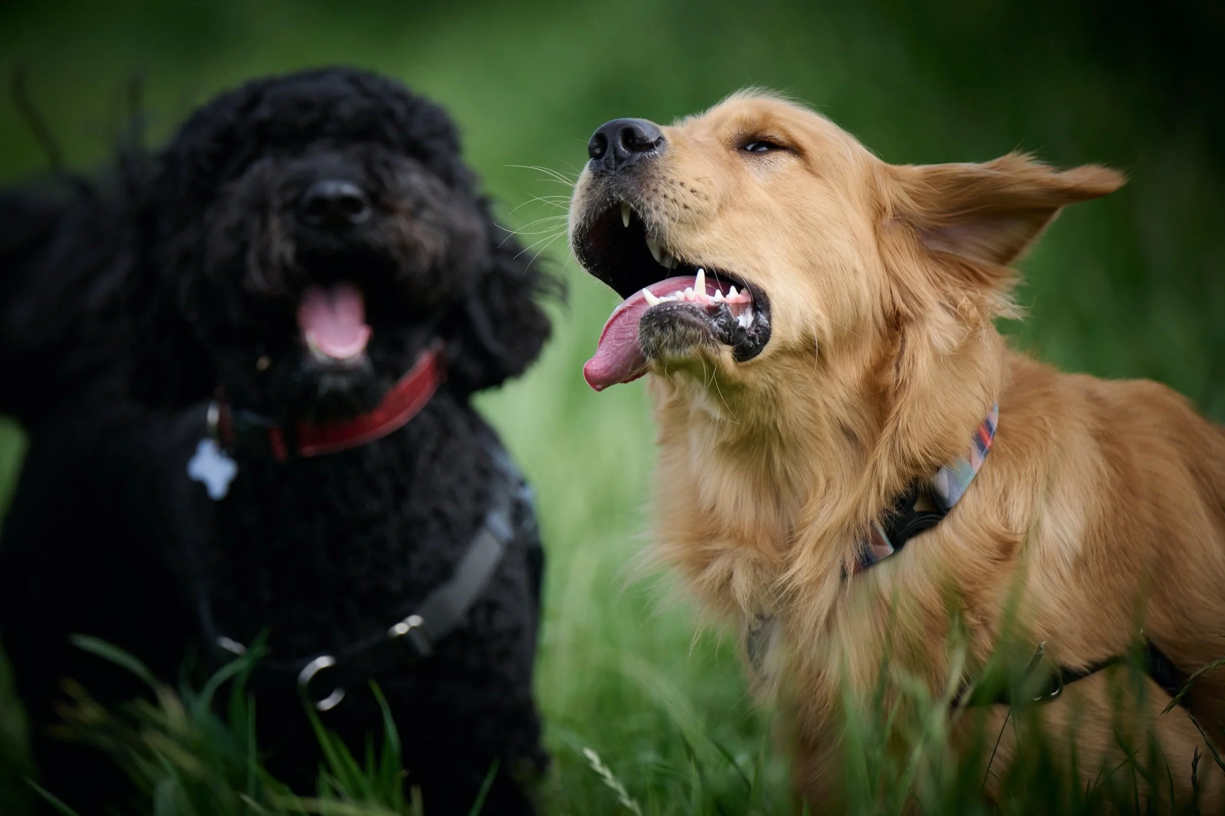 How to Train Your Puppy Not To Pull, Jump, Or Lunge On Walks