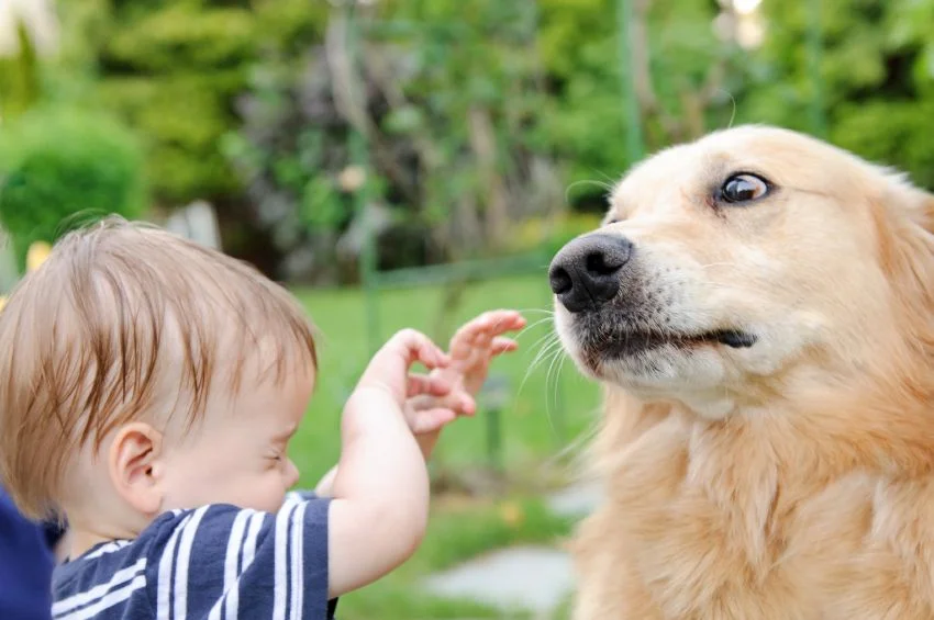Learn about dog body language.