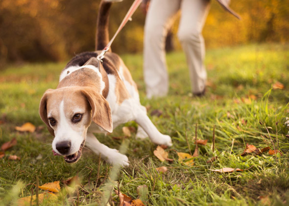 dog pulling on leash.jpeg