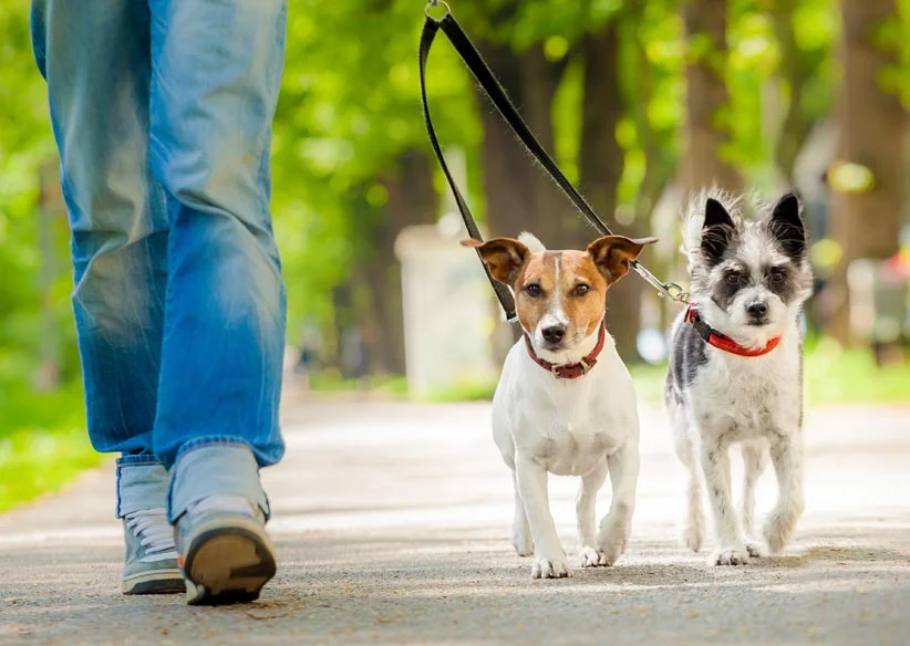 teach your dog to walk nicely on leash.jpg