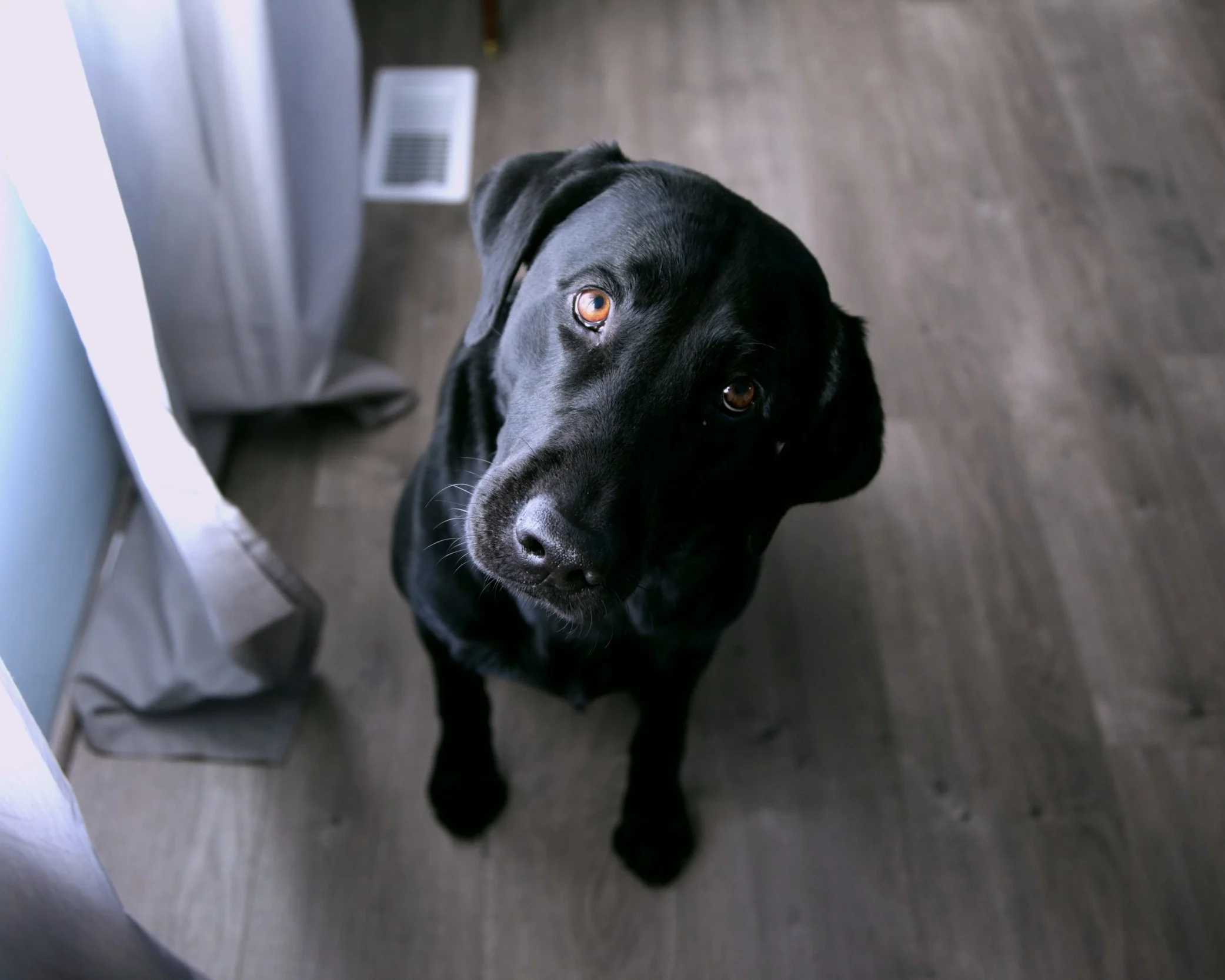 What would you like your dog to do when meeting new people?