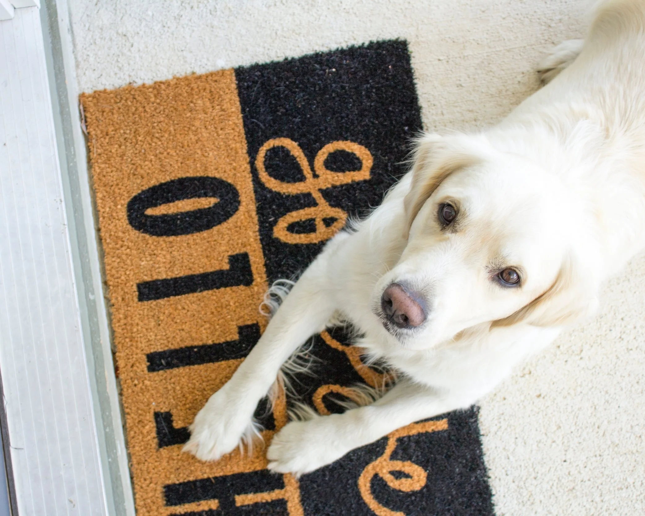 Teach your dog where to go and what to do when guests arrive.