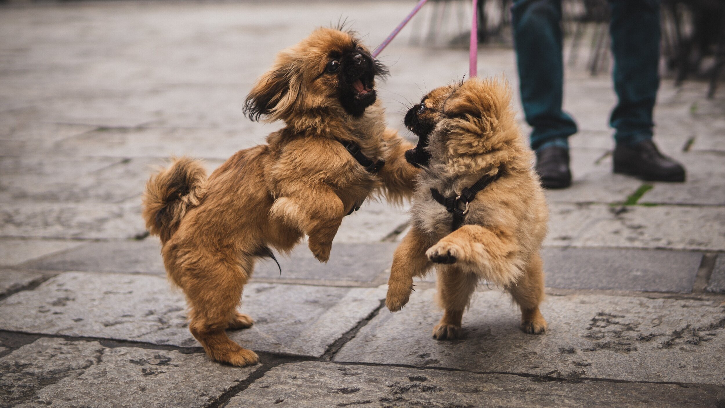 overstimulated puppy biting