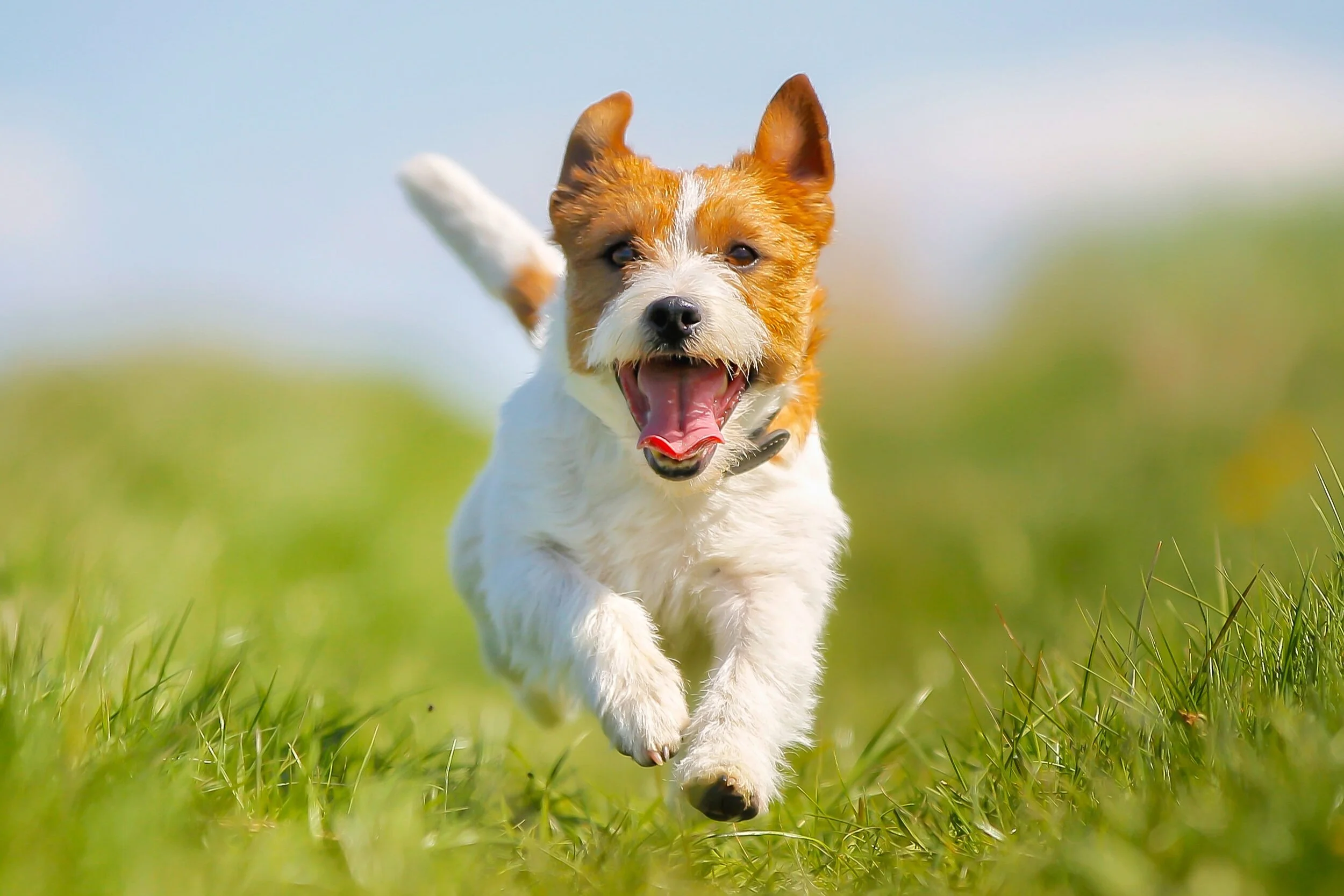 Adult Dog Training Denver