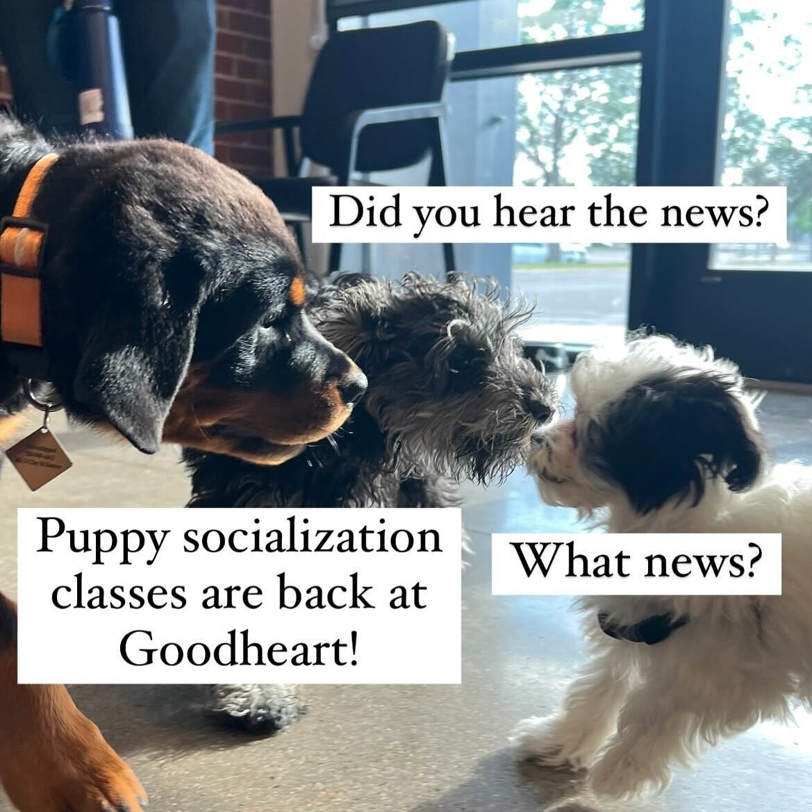 It&rsquo;s true! 

Our Puppy Socialization &amp; Training Class is back at @goodheartvet!

We&rsquo;ve partnered with Erin from @perfectpals_dogtraining who&rsquo;ll be leading these classes while I&rsquo;m still out on maternity leave.

You&rsquo;ll