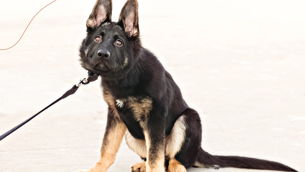 How To Stop Dog Lunging And Barking At Other Dogs