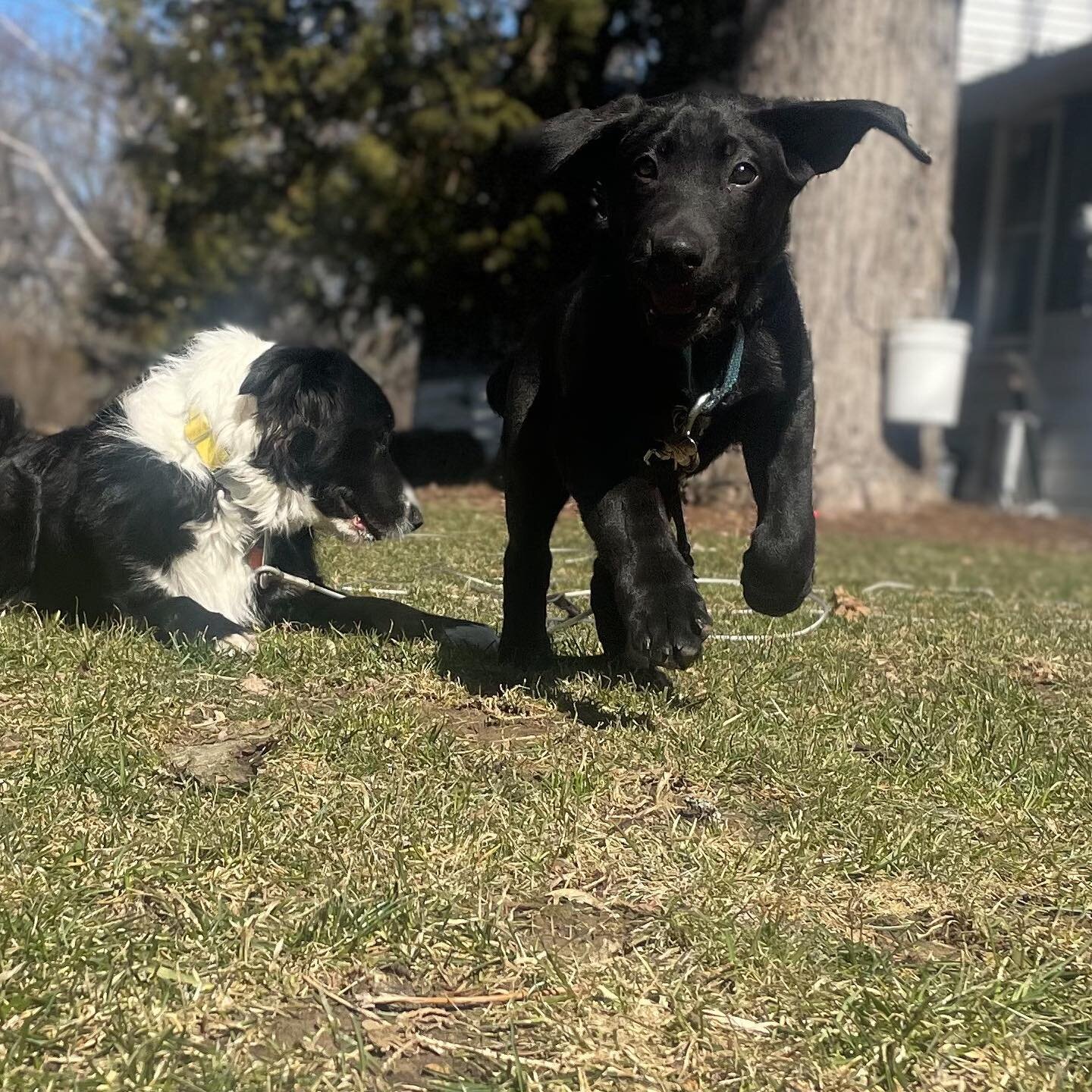 Puppies 
.
.
.
.
.
.
.
.
.
.
.
.
#milwaukee #wisconsinspring #puppies #blacklab #bordercolliemix #dogwaukee #come #gooddogs #trainyourdog #dogtrainer #alwayslearning #mentalhealthmatters #prevention #number1