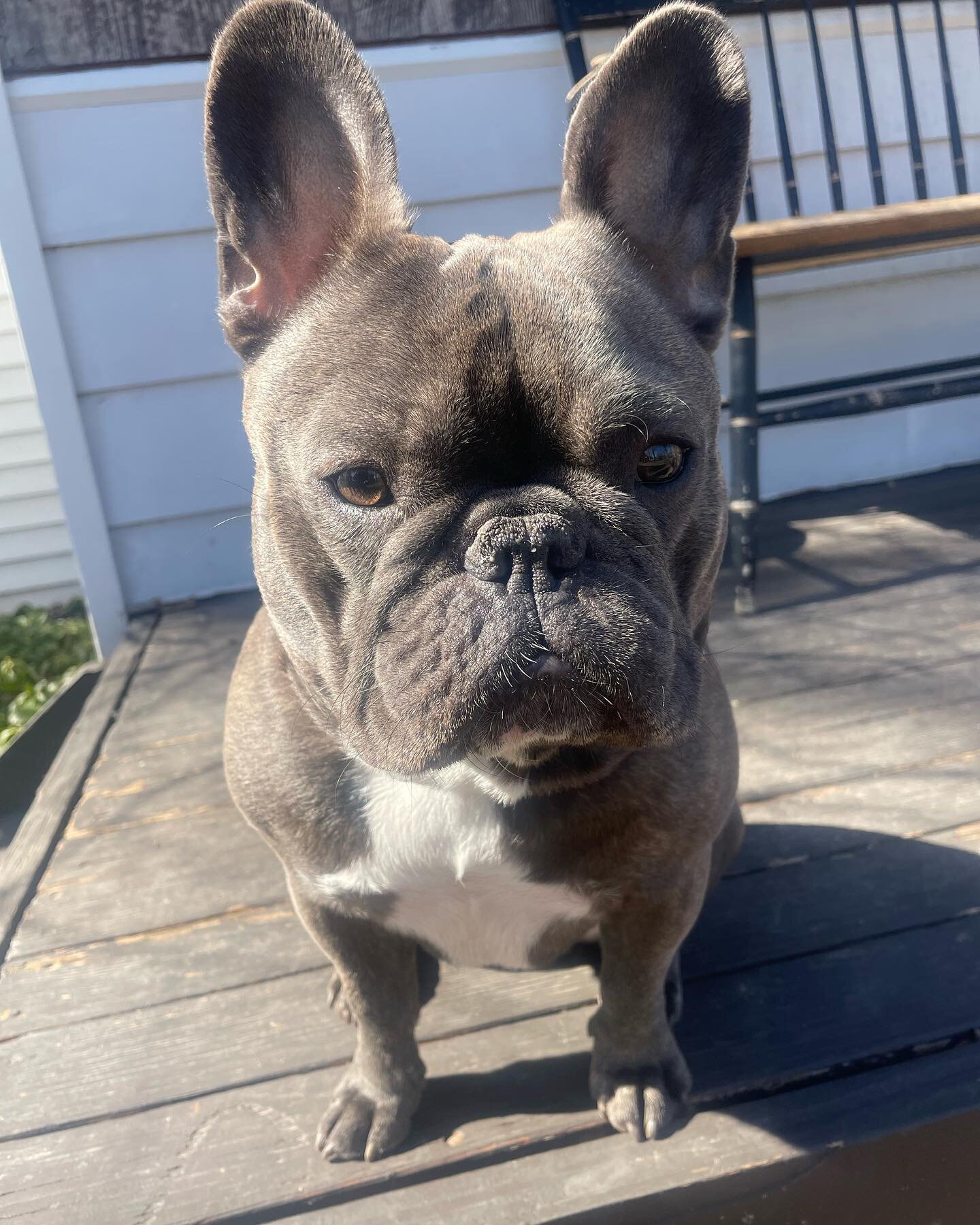 Bruce smells spring is in the air&hellip;.. at least for the next 12 hours! 
.
.
.
.
.
.
.
.
.
.
.
.
#dogwaukee #puppiesofinstagram #homeschool #mentalhealth #training #milwaukee #wisconsin #goodboy #frenchie #bulldog #french #dogsofinstagram #modeli