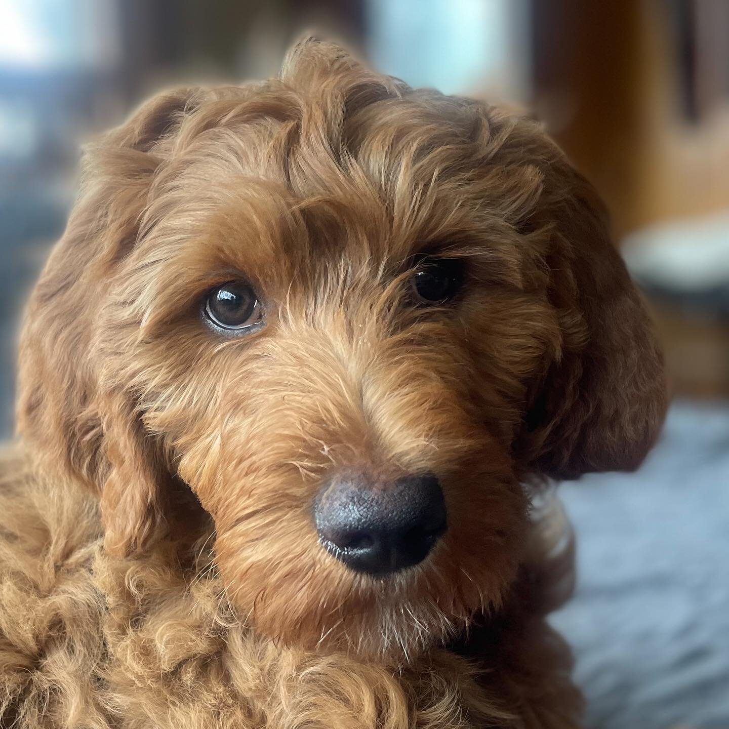 Blue
.
.
.
.
.
.
.
.
.
.
.
.
.
#puppiesofinstagram #goldendoodle #wisconsin #mkedogs #mke #trainyourdog #dogtraining #dowhatyoulove #mybusiness #mentalhealthmatters #mymentalhealth #feels