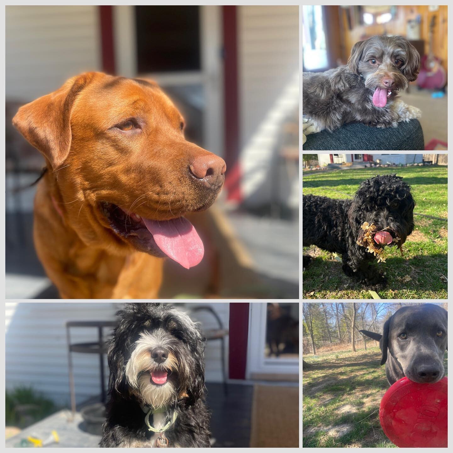 Happy 414 to my Miltown Crew this week. Sun&rsquo;s out- so are our tongues.
.
.
.
.
.
.
.
.
.
.
.
#bernadoodlesofinstagram #redlabrador #minigoldendoodle #greylab #dogwaukee #trainingday #mentalhealthawareness #love #dogsofinstagram #dogoftheday #sp