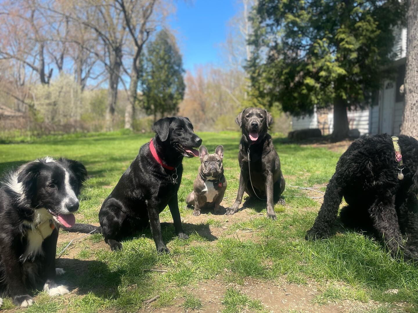 Todays Crew. 
Bruce
Kai
Benji
Bucky
And
LuLu
.
.
.
.
.
.
.
.
.
.
.
 #mkedogs #training #dogsofinstagram #dogs #blackdog #bernedoodle #frenchbulldog #bordercollie #graylab #lovedogs #takinginthesun #springinwisconsin #home #mentalwellness #justbreathe