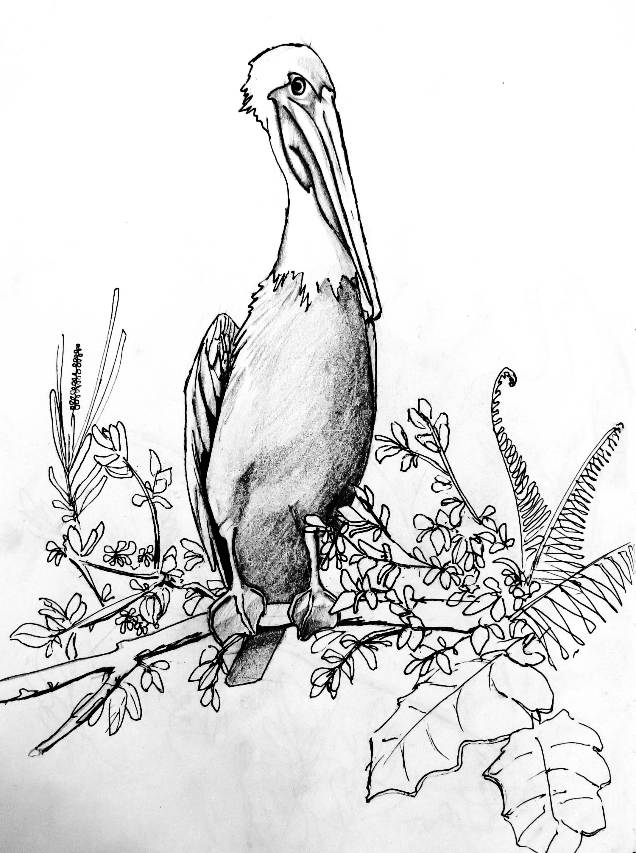 pelican.jpg