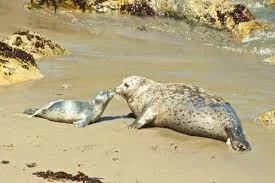seals.jpg