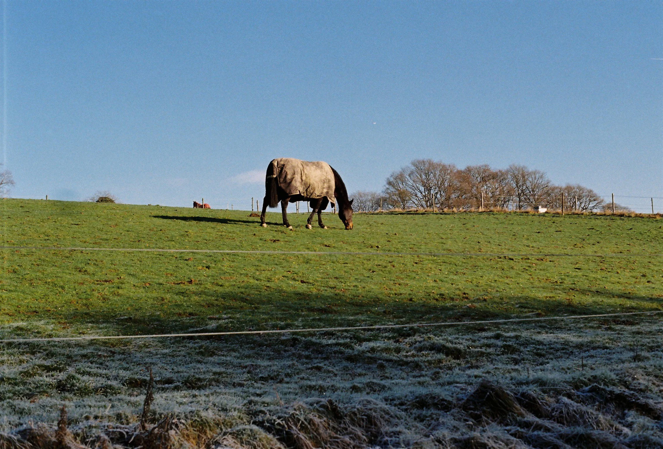 A Horse in Kent 2023