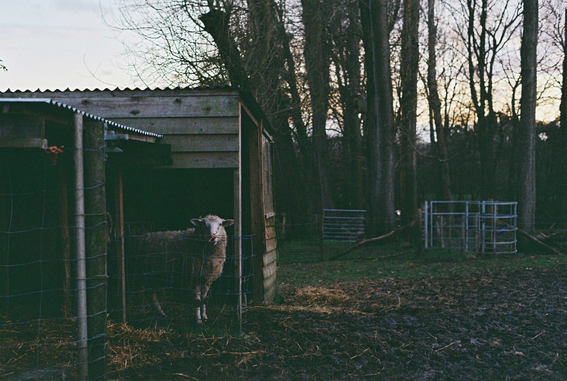 A Sheep in Kent 2023