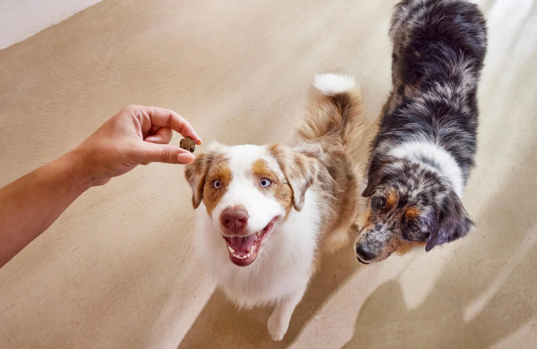 2025.09.10_GOSBI-Casa Boratuna_1709.jpg