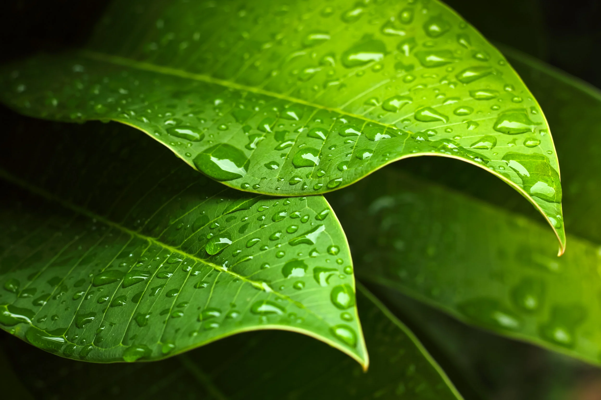 depositphotos_18540133-stock-photo-green-leaf.jpg