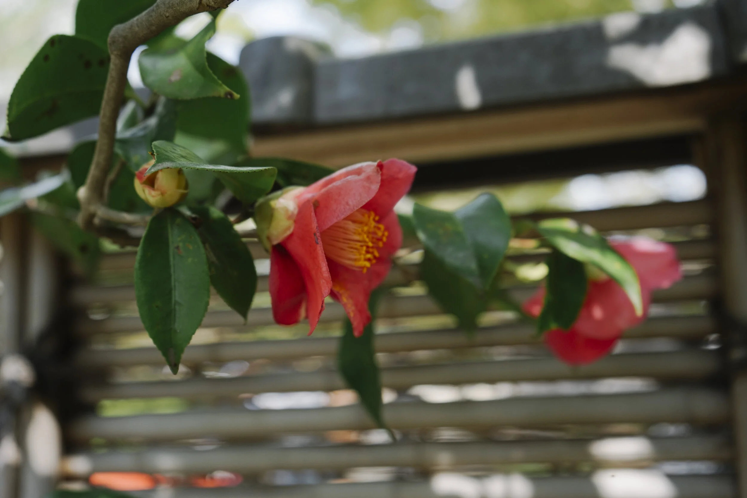 Japan Spring 2019-42.jpg