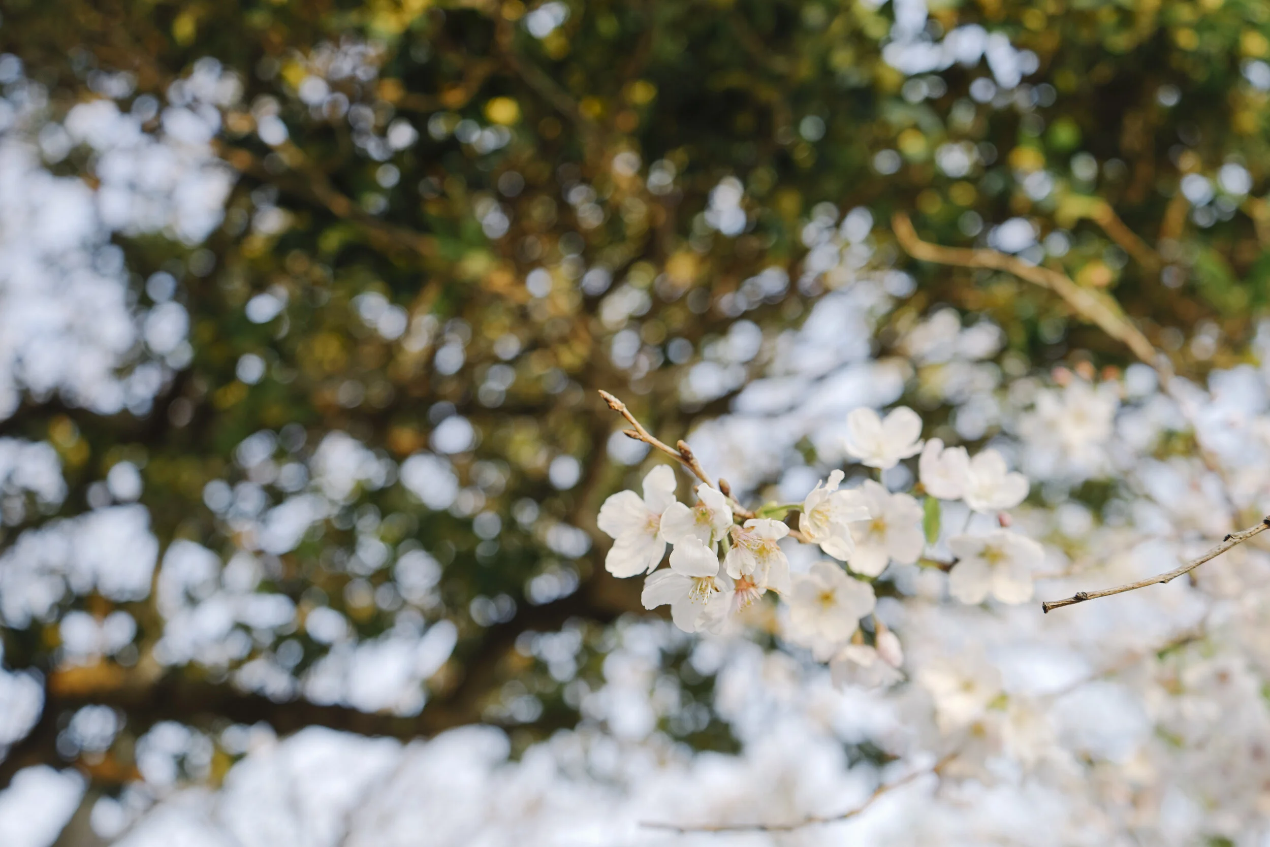 Japan Spring 2019-53.jpg