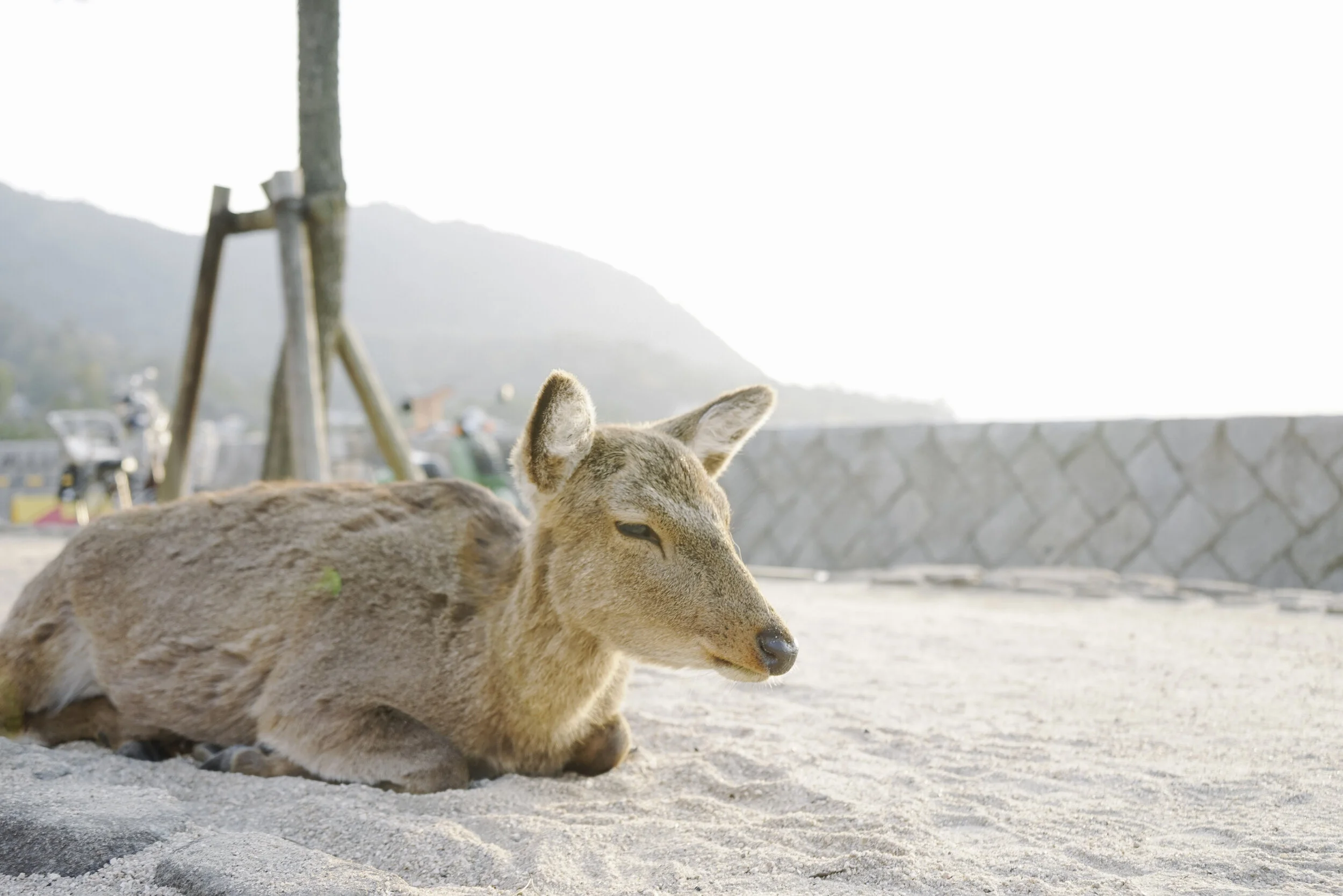 Japan Spring 2019-120.jpg