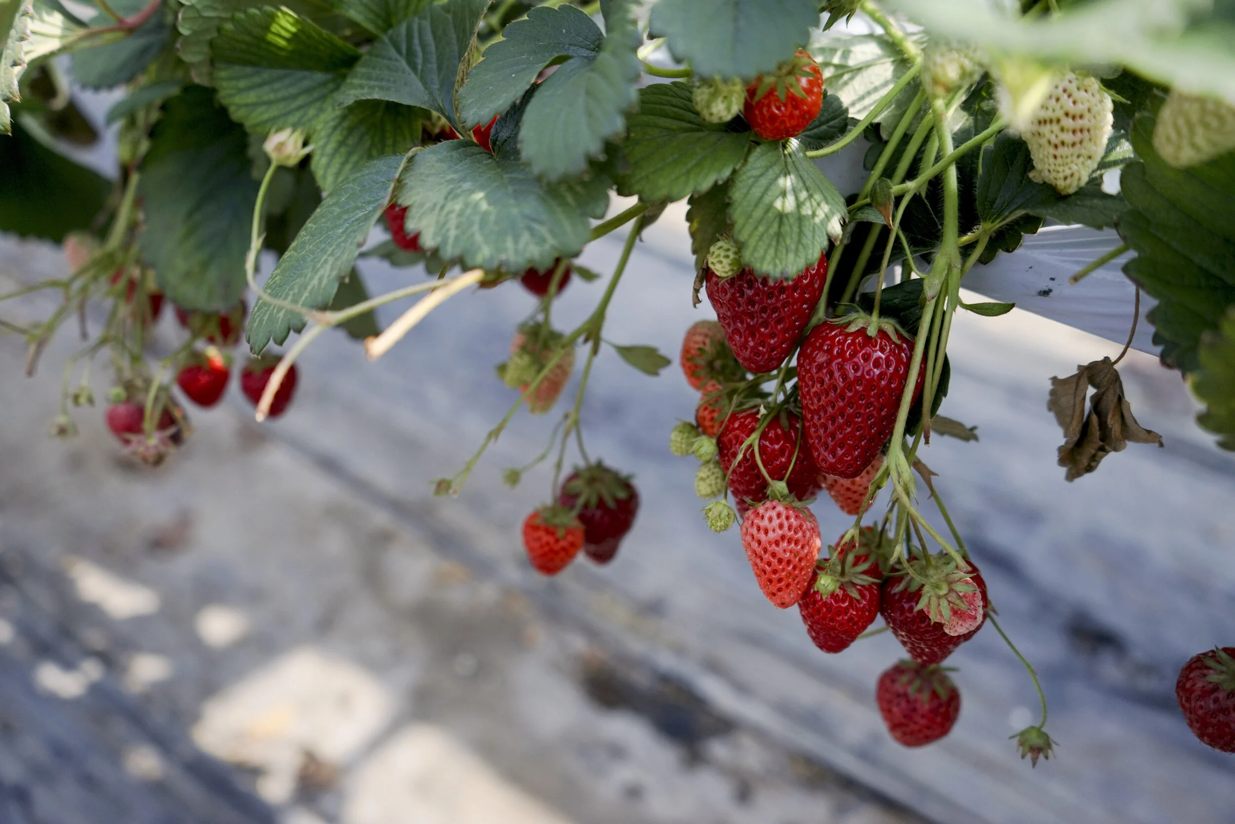 Japan Spring 2019-28.jpg