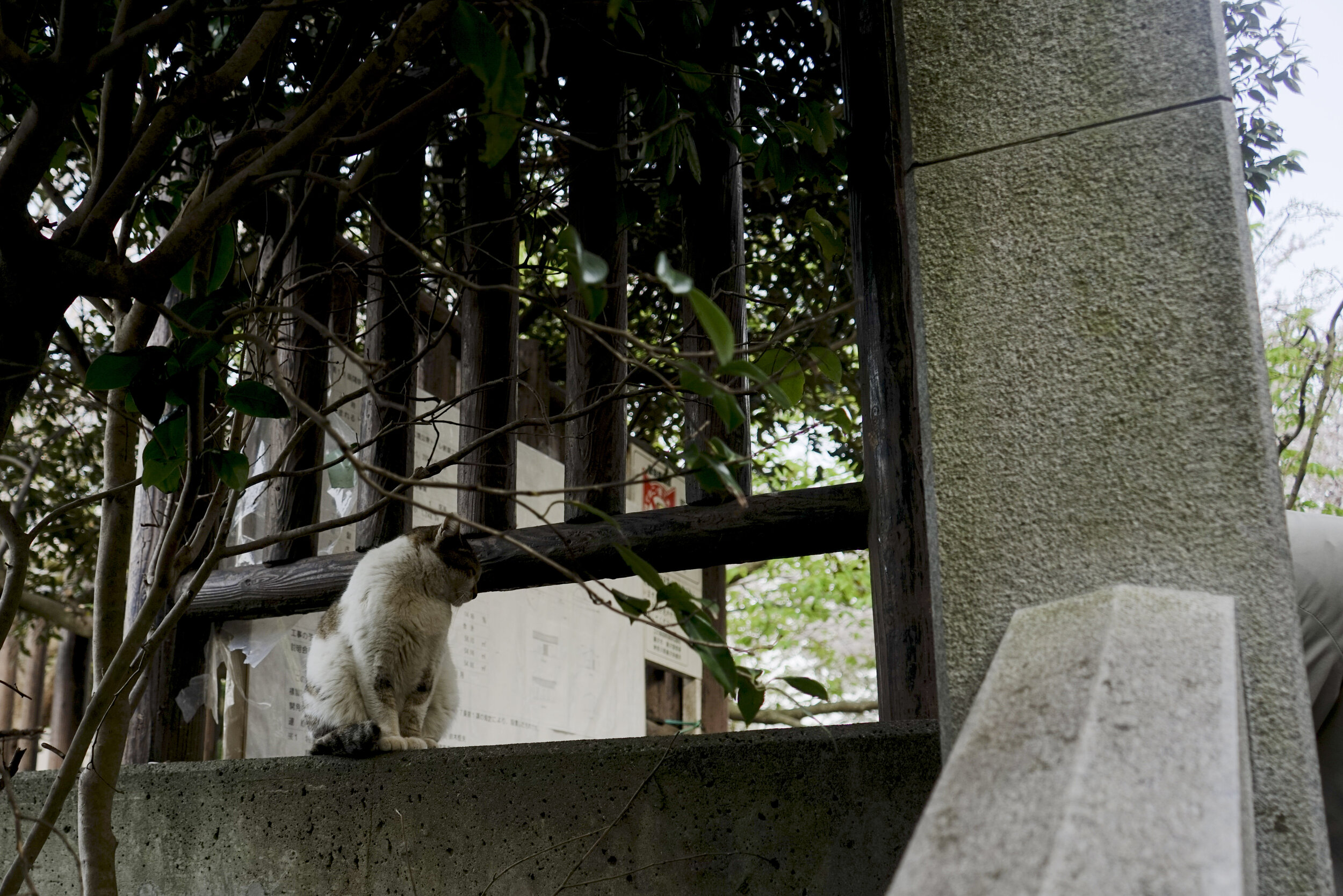 Japan Spring 2019-56.jpg