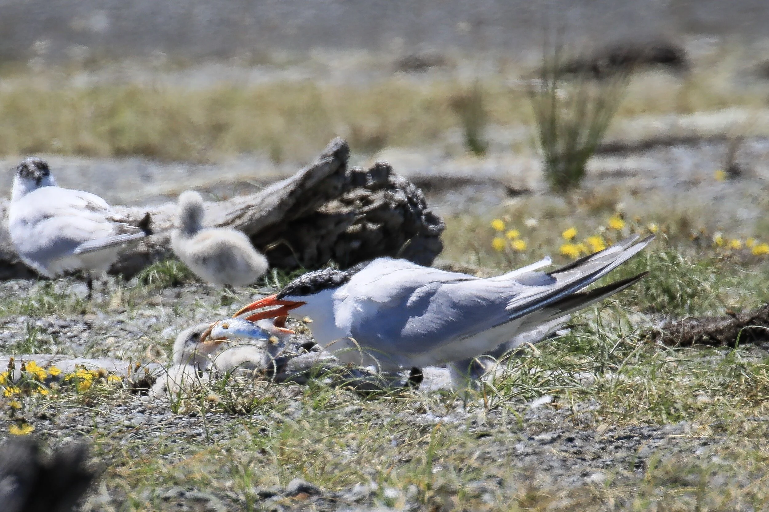 1.3.2.5 capspian tern.JPG