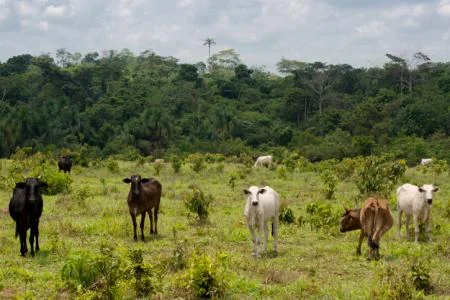 Beef cattle in the Brazilian Amazon