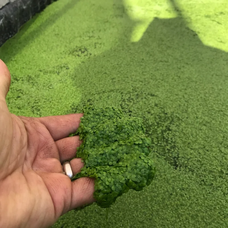Water lentil (duckweed) grown hydroponically is a nutritious vegetable with as much protein as beef.